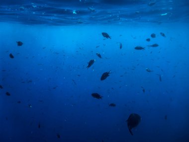 Mavi denizdeki tropikal mercan resifinin su altı manzarası.