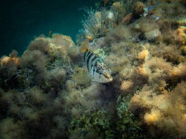 Güzel bir tropikal balığın sualtı manzarası