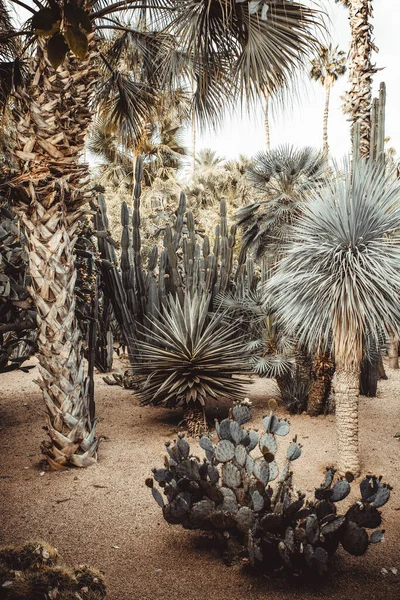 Palm Trees Desert — Stock Photo, Image