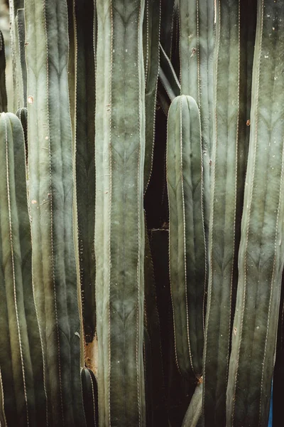 Schöner Luxus Hintergrund Mit Einem Muster Tropischer Pflanzen — Stockfoto