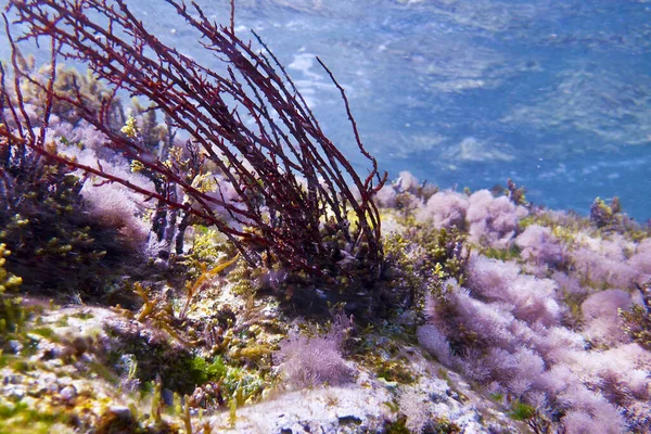 马耳他Bahar Caghaq的岩石礁 — 图库照片