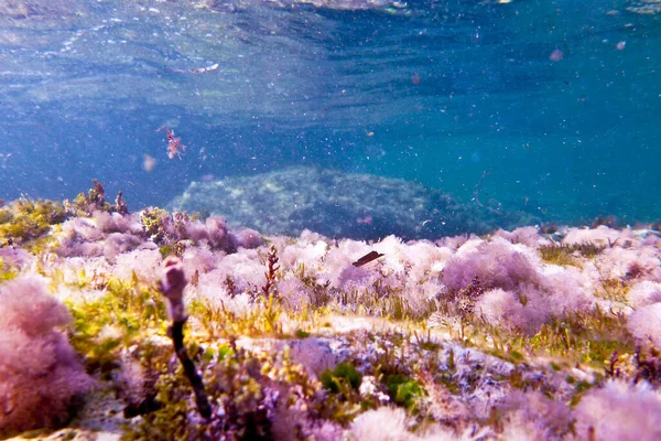 Barriera Rocciosa Alle Bahar Caghaq Malta — Foto Stock