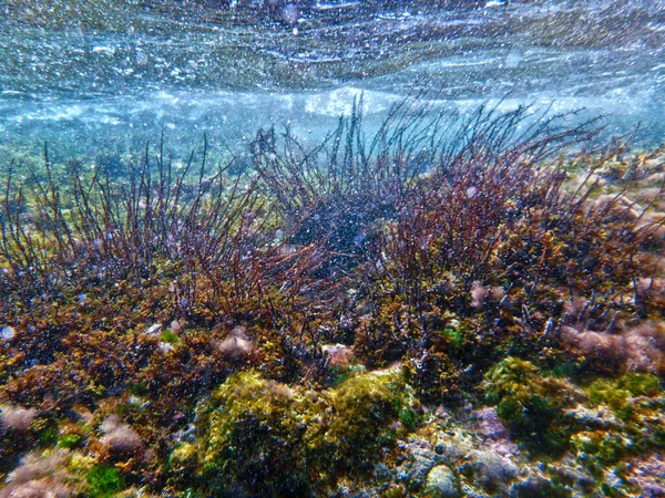 Alghe Che Coprono Una Barriera Corallina Rocciosa Nell Isola Mediterranea — Foto Stock