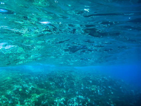 Υποβρύχια Θέα Ενός Όμορφου Τροπικού Ψαριού — Φωτογραφία Αρχείου