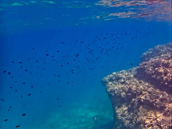 Κοραλλιογενής Ύφαλος Στη Γαλάζια Θάλασσα Υποβρύχια Θέα — Φωτογραφία Αρχείου