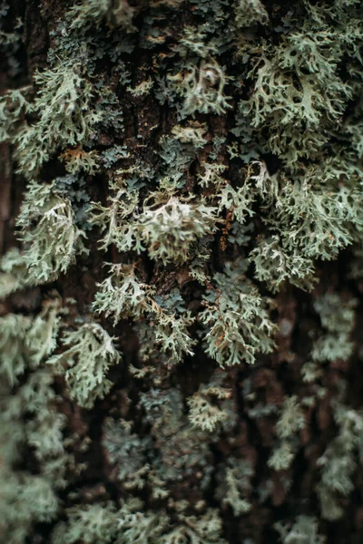 苔で覆われた木を閉じて — ストック写真