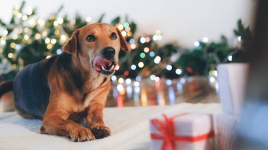 Köpek kameraya bakıyor. Noel ve Yeni Yıl kavramı.