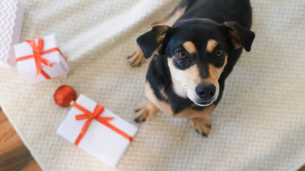 Hond Kijkt Naar Camera Kerst Nieuwjaarsconcept — Stockfoto