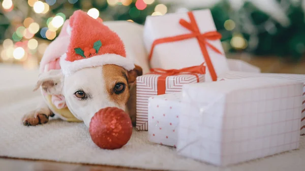 狗看着相机 圣诞及新年概念 — 图库照片