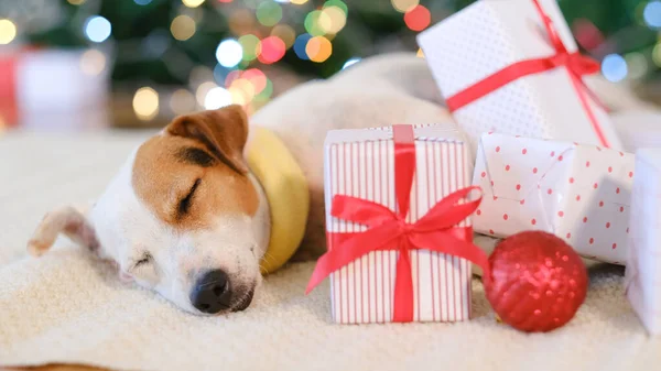 Schattige Hond Met Cadeaus Thuis Kerst Vieren — Stockfoto