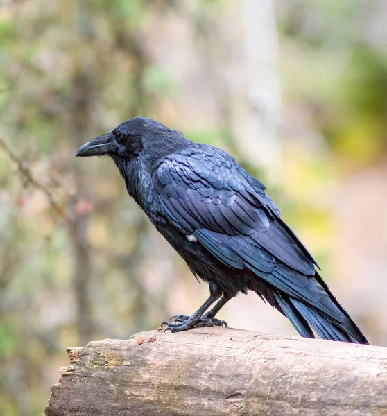 Güzel siyah bir Kuzgun 'un (Corvus Corax) yakın çekimi. Doğal ortamdaki vahşi hayvanlar.