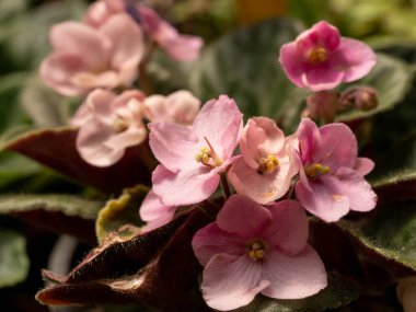 Çiçekli Saintpaulia çiçekleri genellikle Afrika menekşesi olarak bilinir. * * Not: Alanın sığ derinliği