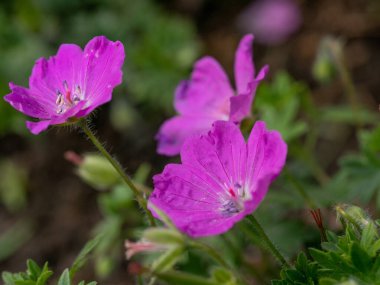 Kanlı Cranesbill 'in Macro çekimi, (Geranium Sanguineum) * * Not: