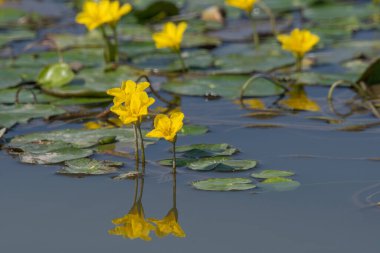 Fringed Water-Lily 'nin yüzen tatlı su bitkileri (Nymphoides peltata)