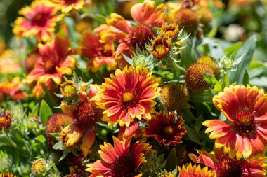 Makroda manzara açan Gaillardia (gaillardia pulchella)