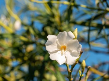 Çiçek açan Beyaz Oleander çiçekleri (Oleander Nerium) yakın plan. Seçici odak.