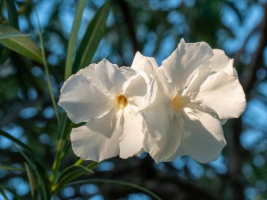 Çiçek açan Beyaz Oleander çiçekleri (Oleander Nerium) yakın plan. Seçici odak.