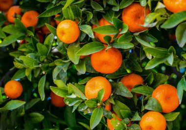 Mandarinler. Ağaçta asılı olgun Mandarinler. Büyüyen Mandarinler