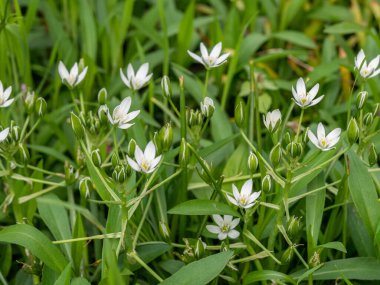 İlkbaharda çiçek açan ve çiçek soğanı büyüyen Bethlehem beyaz çiçek Bahçe yıldız