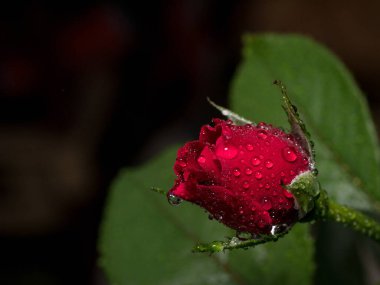 Bulanık arkaplanda su damlaları olan kırmızı bir gül. Makro çekim