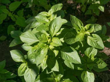 Bahçemde taze fesleğen. Aromatik aşçılık bitkileri fesleğeni