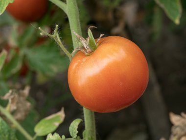 Bahçede olgunlaşan kırmızı organik domatesler. Tarım konsepti. Sığ alan derinliği.