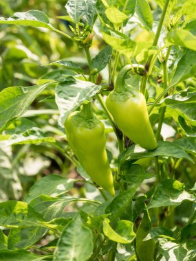 Bahçedeki bir dalda yetişen genç yeşil organik biberler. Bahçede biber yetişiyor, taze organik sebzeler.
