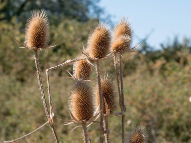 Sonbaharda mavi bulutsuz gökyüzünün arka planında kurumuş devedikeni çiçekleri (Latince: Dipsacus laciniatus)
