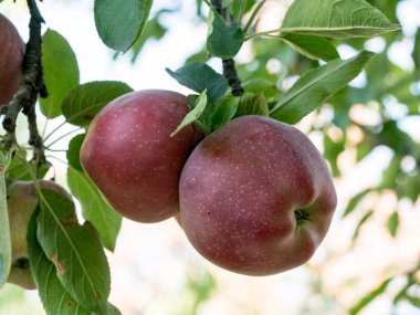 Bir grup tatlı, taze ve organik elma güneş ışığı altında yapraklarla elma ağacı dalında yetişir. Meyve arkaplanı