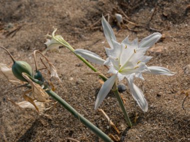 Pancratium maritimum, veya deniz nergis, Akdeniz bölgesinin soğanlı bitkisi ve Amaryllis borer, Crinum borer, Lily borer veya Kew kemerleri ile Karadeniz.