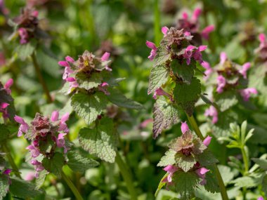 Çiçekte kırmızı ölü ısırgan otu (Lamium purpureum) bitkisi. Lamiaceae ailesinde mor başmelek ve mor ölü ısırgan olarak da bilinen koyu kırmızı çiçekli bir bitki.
