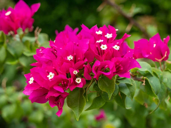 Bougainvillea Flowers Texture Background Ping Flowers Bougainvillea Tree Close View — 图库照片