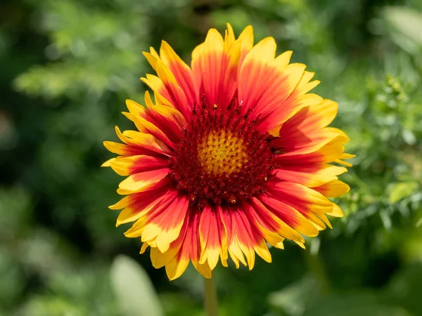 Piękna Gaillardia Rośnie Zielonej Łące Żywa Natura Uwaga Płytka Głębia — Zdjęcie stockowe