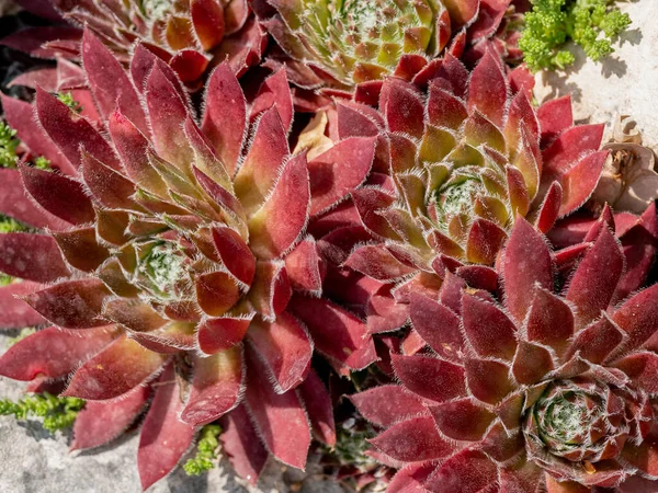 Μακρο Φωτογραφία Του Λουλουδιού Sempervivum Sempervivum Arachnoideum Σημείωση Χαμηλό Βάθος — Φωτογραφία Αρχείου