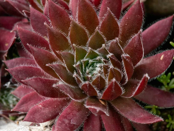 Sempervivum Çiçeğinin Macro Fotoğrafı Sempervivum Arachnoideum Sığ Alan Derinliği — Stok fotoğraf