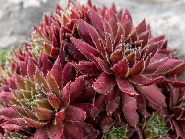 Foto Makro Bunga Sempervivum Sempervivum Arachnoideum Note Kedalaman Bidang Yang — Stok Foto