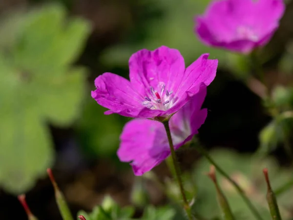 Makrofotografering Blodtrana Geranium Sanguineum Anmärkning Grunt Skärpedjup — Stockfoto