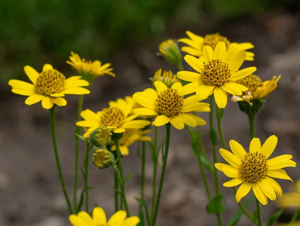 Primer Plano Flor Arnica Montana Las Dolomitas Nota Profundidad Superficial — Foto de Stock