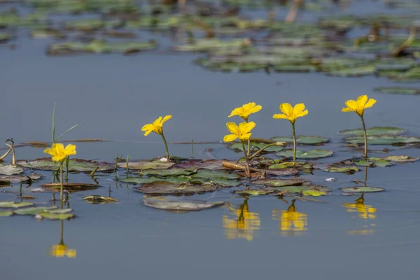 Yüzen Kalp Fırfırlı Nemfoidler Villarsia Nilüfer Çiçeği Anası Arka Plan — Stok fotoğraf