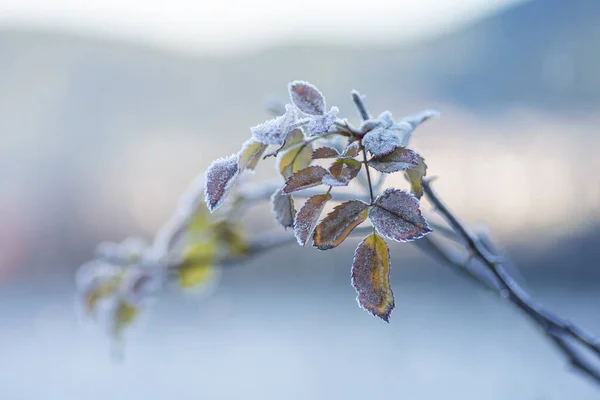Крупним Планом Знімок Заморожених Квітів Взимку — стокове фото