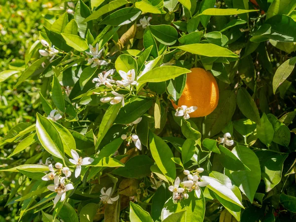 庭のオレンジの木の終わり 選択的な焦点 — ストック写真