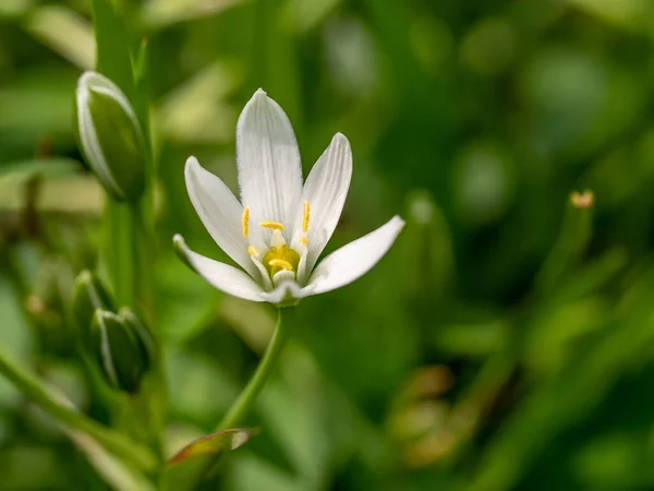 庭スターオブ ベツレヘム白い花花球根から成長し 春に咲く — ストック写真