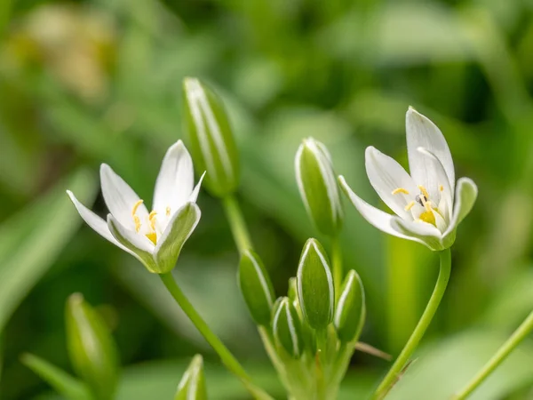 Κήπος Αστέρι Της Βηθλεέμ Λευκά Λουλούδια Αυξάνεται Από Τους Βολβούς — Φωτογραφία Αρχείου