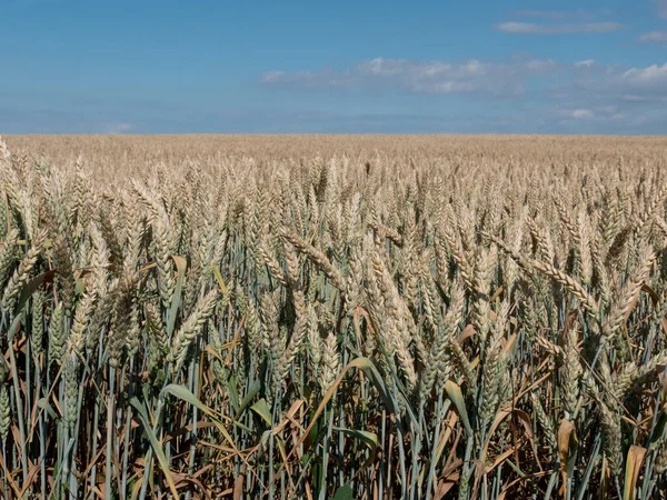 Rijpe Tarweoren Het Veld Voor Oogst — Stockfoto