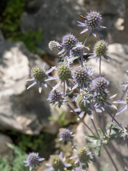 Zblízka Mořská Cesmína Modrá Eryngium Planum Divoké Léčivé Rostliny Sibiře — Stock fotografie