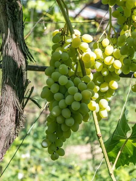 Bunches Wine Grapes Close View Fresh Sweet Wine Grape Ripe — Stock Photo, Image