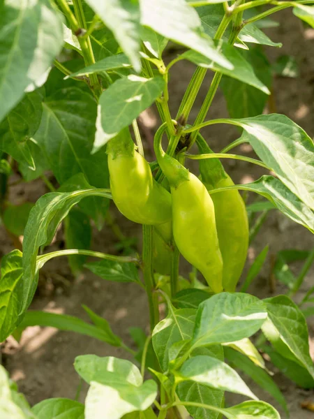 Young Green Organic Peppers Growing Branch Garden Bell Peppers Growing — Fotografia de Stock