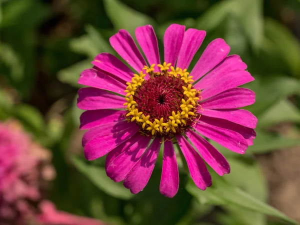 Close Dahlia Garden Flower Full Bloom Petals Color Tones Pink — Foto Stock