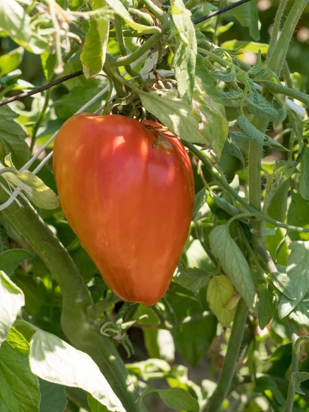 Red Organic Tomatoes Ripening Garden Agriculture Concept Shallow Depth Field — Foto Stock