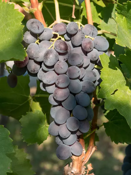 Bunches Wine Grapes Close View Fresh Sweet Wine Grape Ripe — Zdjęcie stockowe